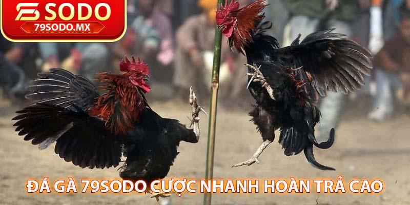 đá gà 79sodo cược nhanh hoàn trả cao