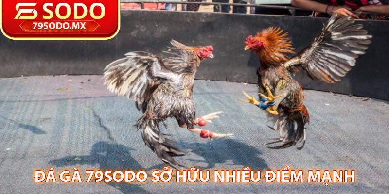 đá gà 79sodo sở hữu nhiều điểm mạnh