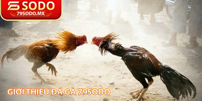 giới thiệu đá gà 79sodo